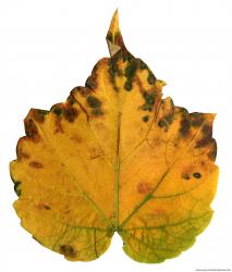 Leaves